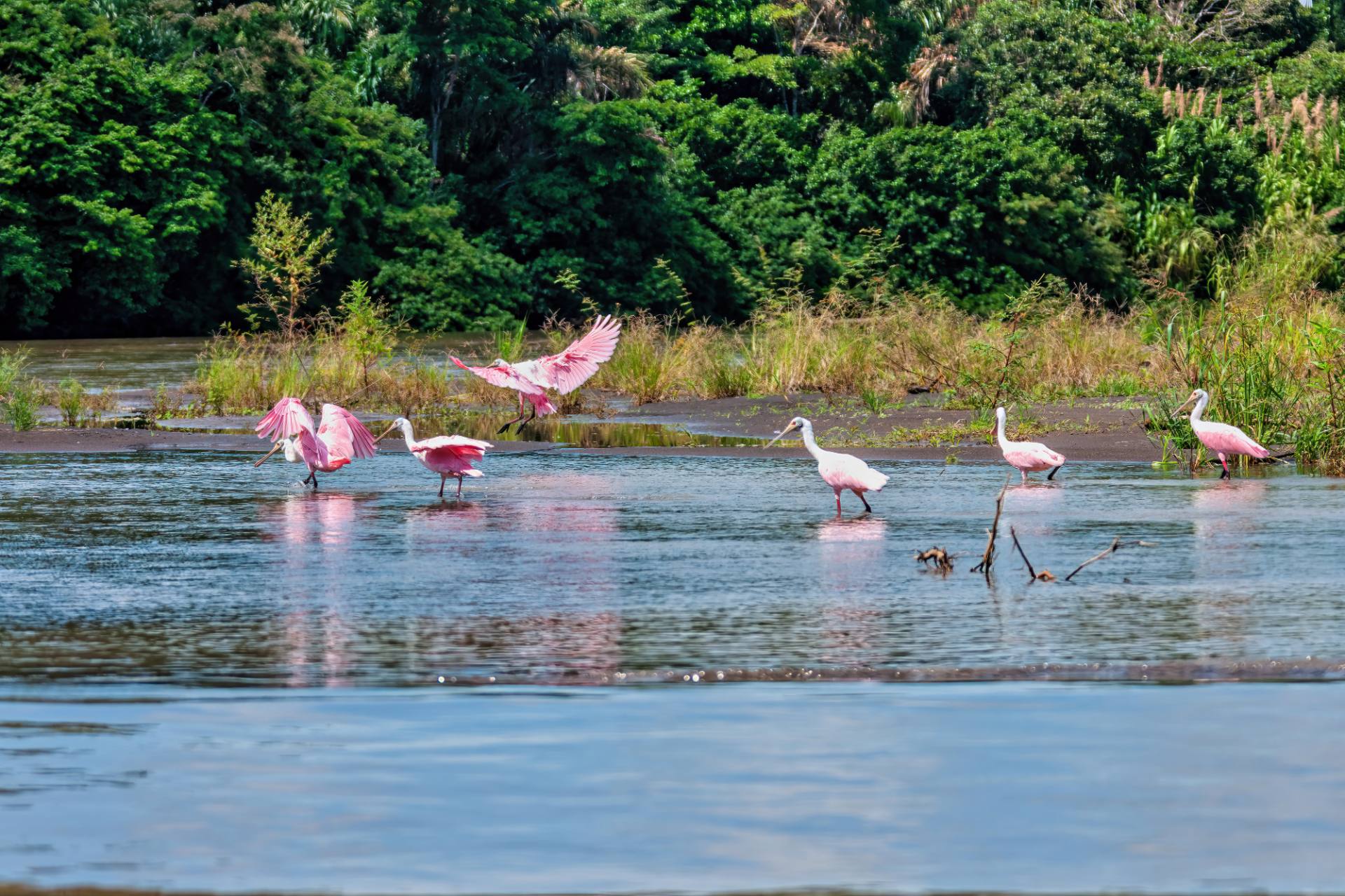 Rosalöffler (Platalea ajaja)